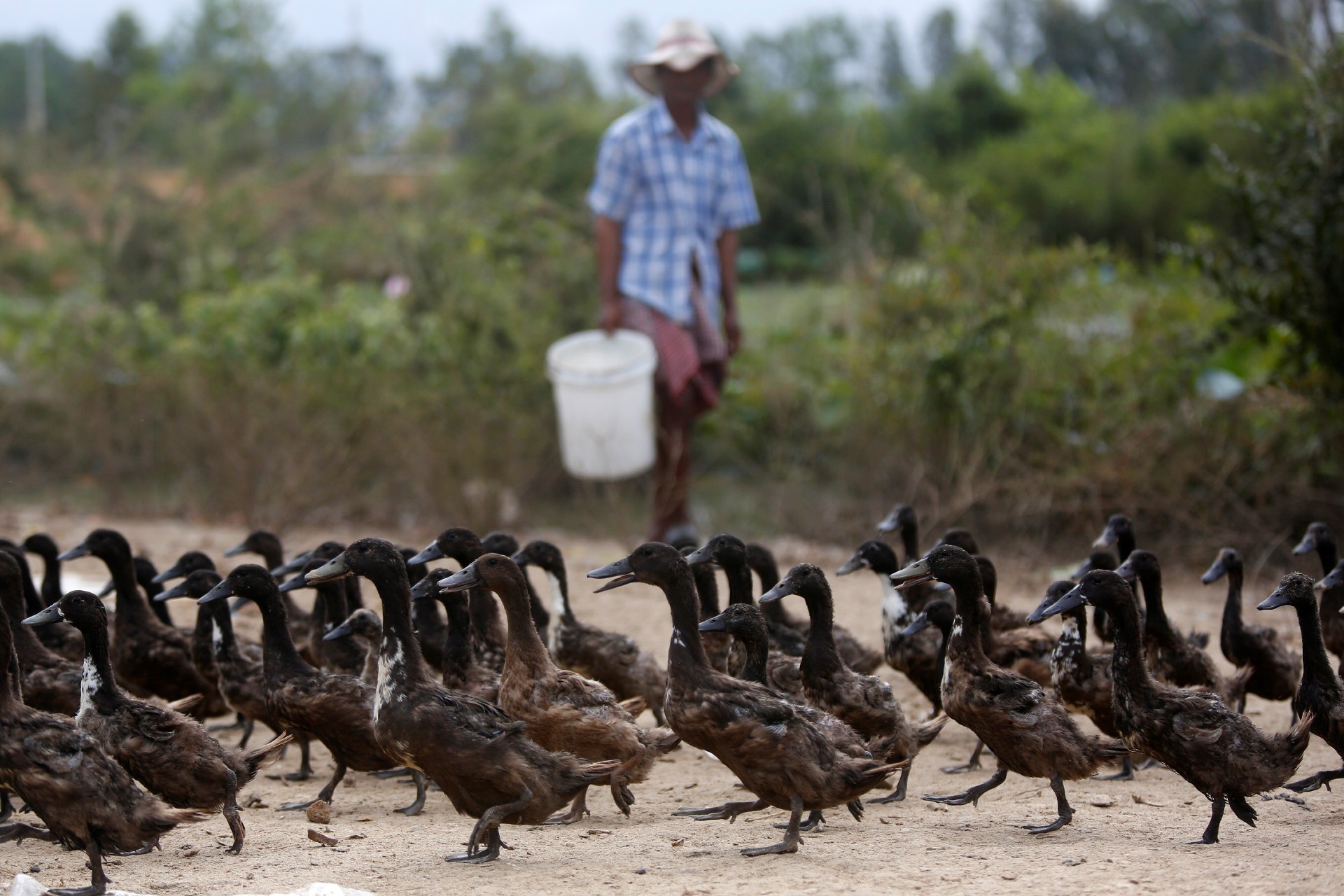 Avian Flu in Cambodia | Think Global Health