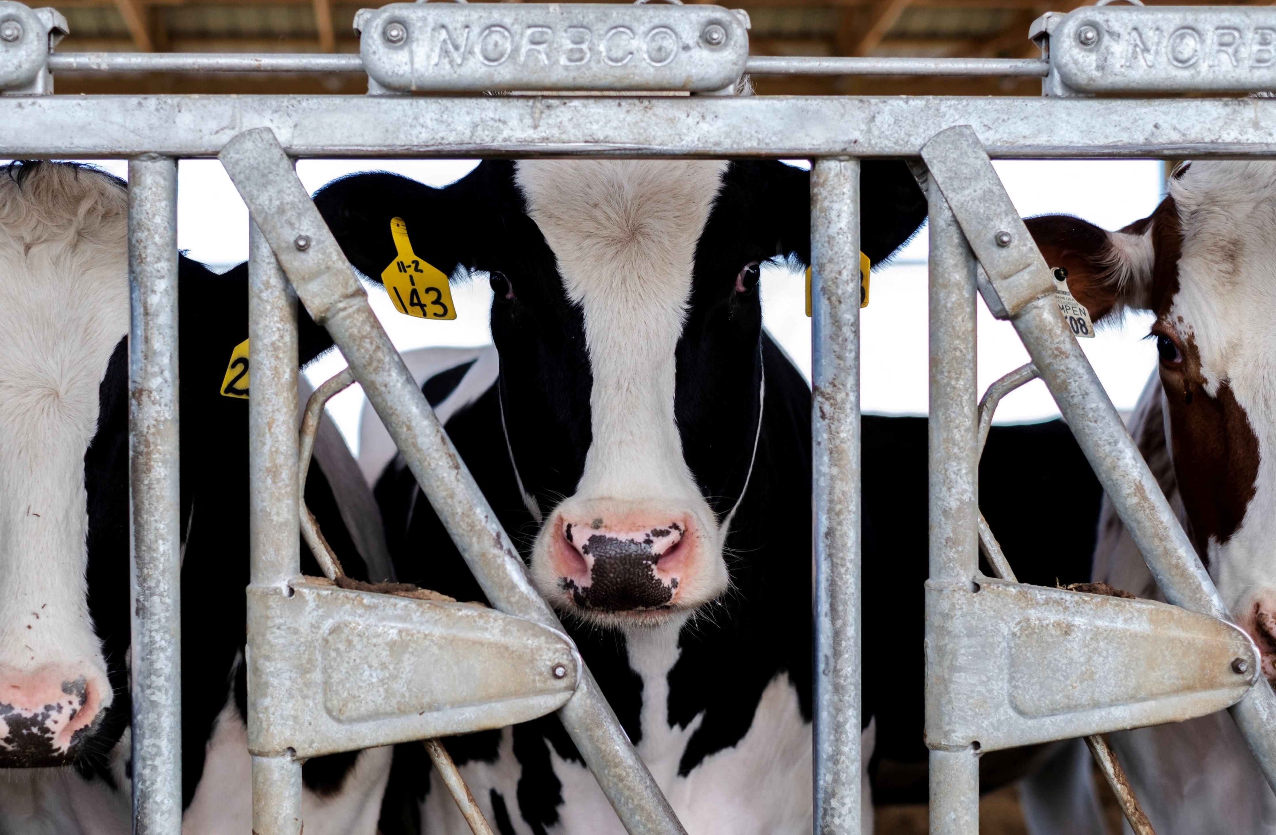 Cattle Veterinarians Express Confusion over U.S. Response to Bird Flu ...